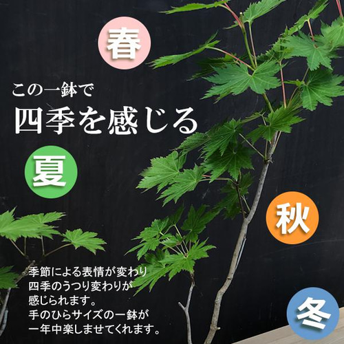 モミジの並木道！【山紅葉（ヤマモミジ）の盆栽（雑木林風）和鉢