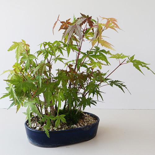 モミジの並木道！【山紅葉（ヤマモミジ）の盆栽（雑木林風）和鉢