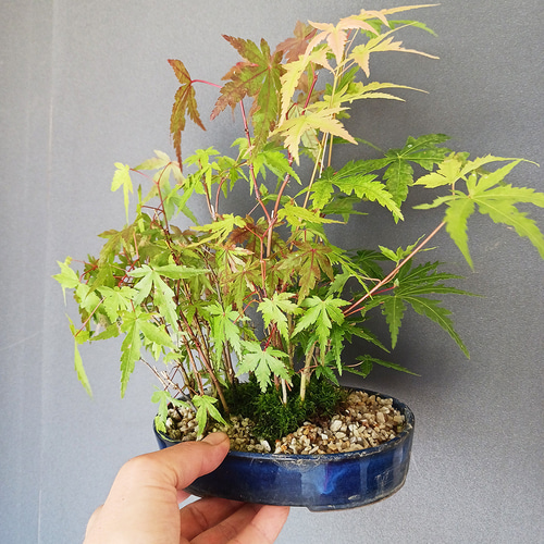 山モミジ盆栽　常滑鉢付き　紅葉盆栽　ヤマモミジ　鉢植え 山モミジ盆栽 常滑鉢付き 紅葉盆栽 ヤマモミジ 鉢植え 盆栽・苔玉