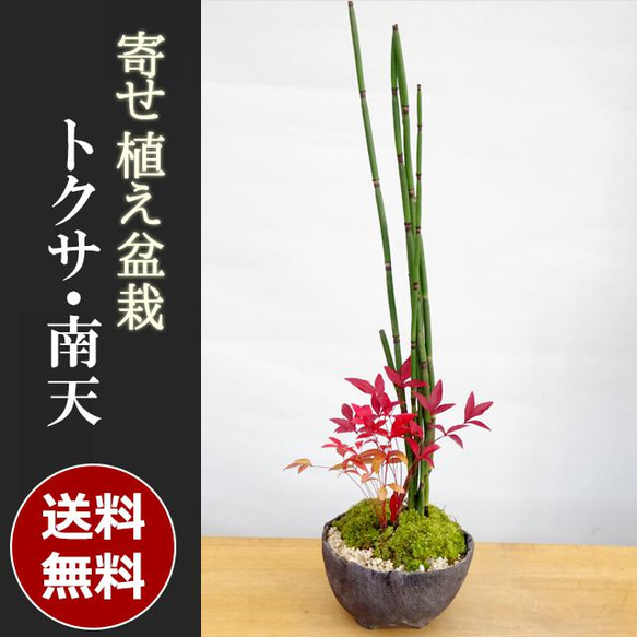 スラっとしたトクサと紅葉や美しいライトグリーンが魅力の南天を可憐な