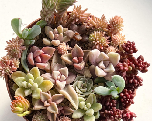 おまとめ！　39SALE！多肉植物^o^   レーマニー2種セット おまとめ！ 39SALE！多肉植物^o^ レーマニー2種セット - メルカリ