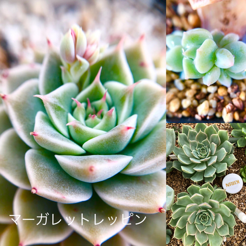 多肉植物＊レア品種♡レーマニー入り!!＊キッズサイズ盛り合わせ＊紅葉