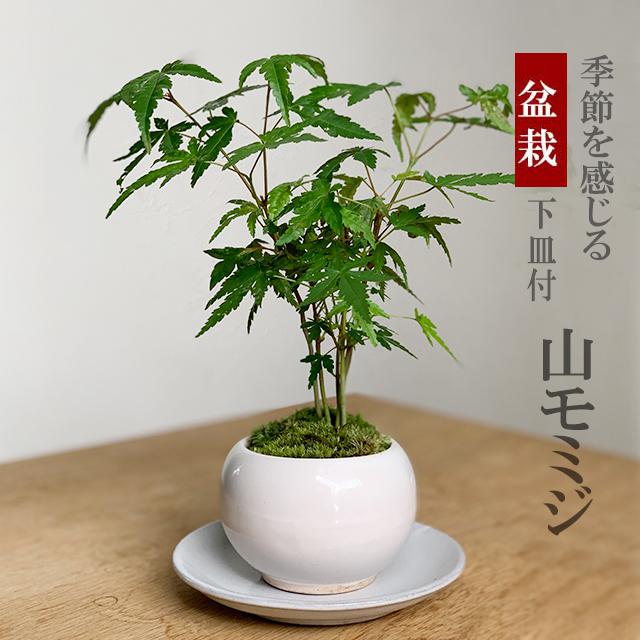 山モミジ盆栽　常滑鉢付き　紅葉盆栽　ヤマモミジ　鉢植え 小品盆栽：山もみじ編み込み苔付*鉢色選べる(国産菊型鉢)＜2024