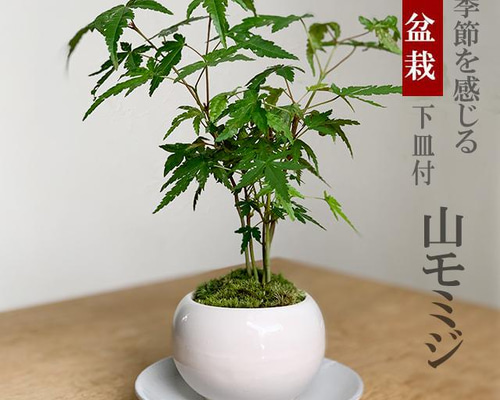 送料無料 山紅葉 ヤマモミジ 盆栽 黒陶器鉢 下皿セット モミジ