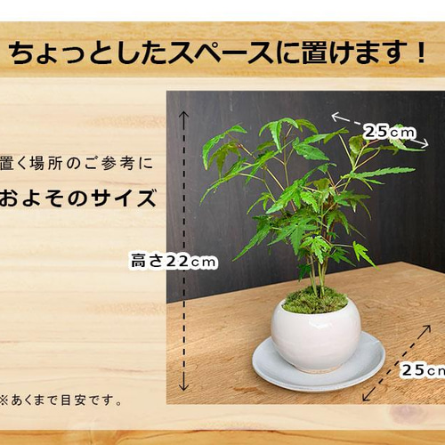 小さくても紅葉します！芽吹き・新緑も美しい【山紅葉