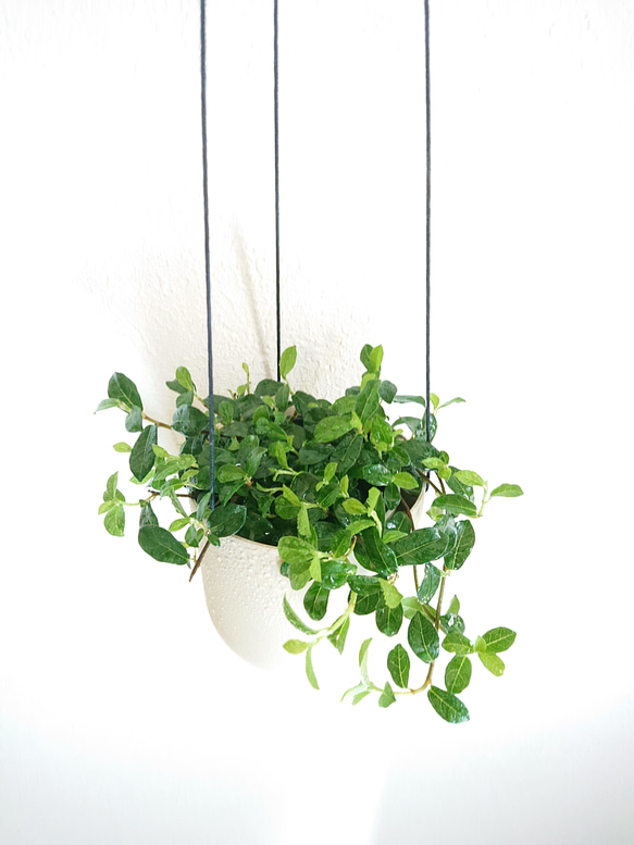 ○数量限定○新作○ ”フィカス シャングリラ 軽量ハンギング鉢カバー