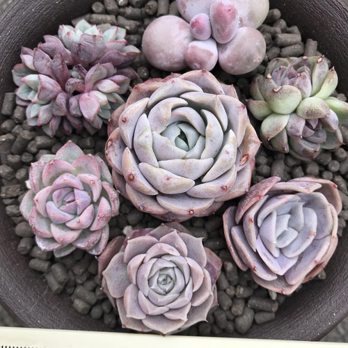 多肉植物 エケベリア 紫色シリーズ コレクション 7苗セット 多肉