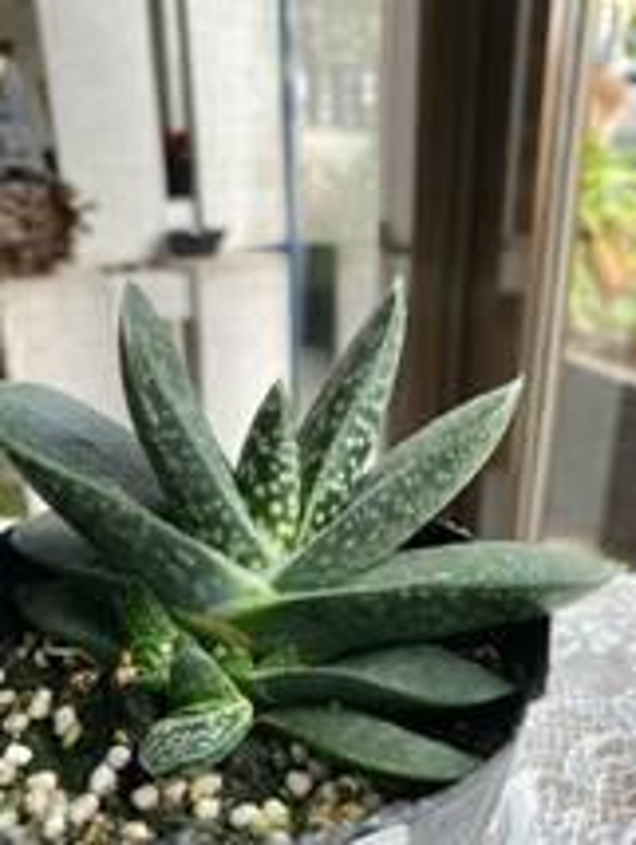 こゆき様専用】 『恐竜』巨大株 葉長25㌢ ガステリア属 ガステリア