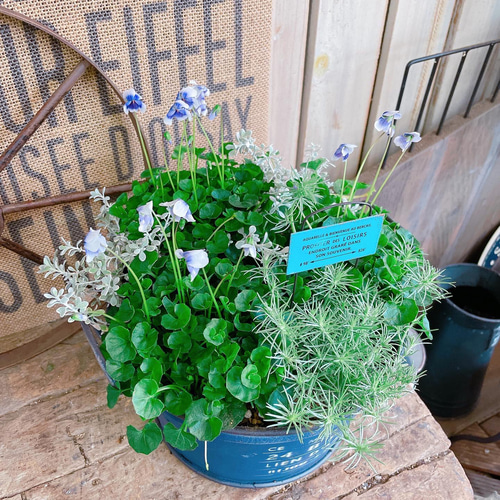 現品！優しい香り♡【パンダスミレ寄せ植え】ネイビー系ブリキ鉢
