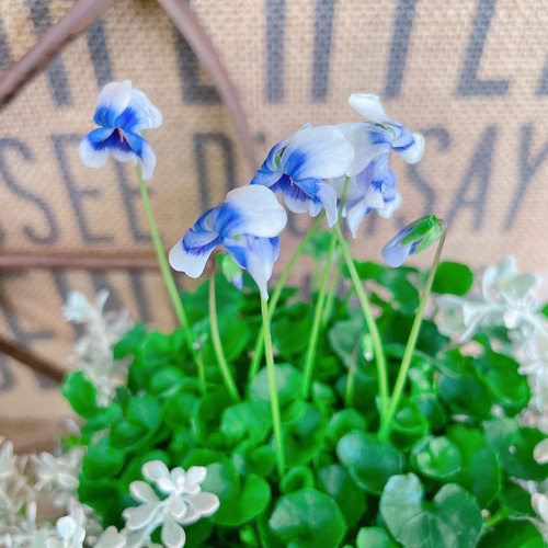 現品！優しい香り♡【パンダスミレ寄せ植え】ネイビー系ブリキ鉢