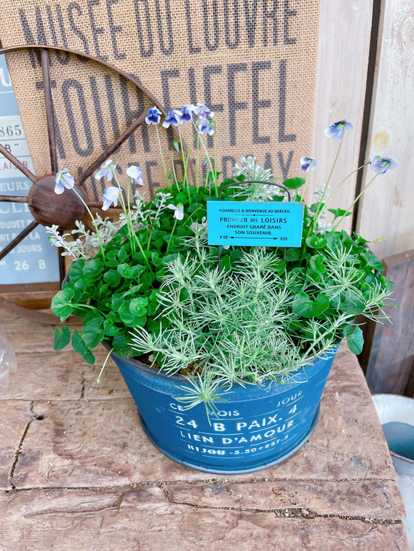 現品！優しい香り♡【パンダスミレ寄せ植え】ネイビー系ブリキ鉢