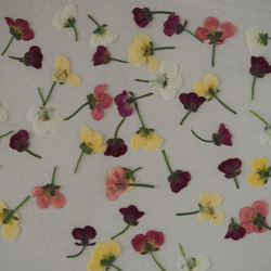アリッサム  押し花　ミックスｓｅｔ　50個　小さい　花　素材　花材　レジン　ハーバリウム　キャンドル　封入 1枚目の画像