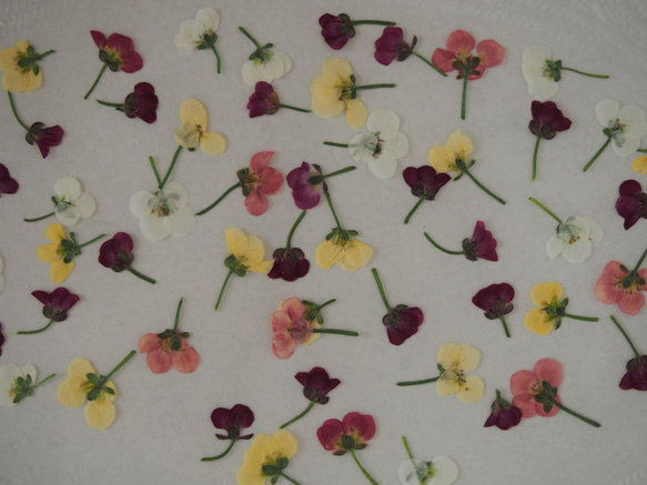 アリッサム  押し花　ミックスｓｅｔ　50個　小さい　花　素材　花材　レジン　ハーバリウム　キャンドル　封入 1枚目の画像