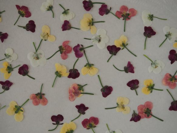 アリッサム  押し花　ミックスｓｅｔ　50個　小さい　花　素材　花材　レジン　ハーバリウム　キャンドル　封入 4枚目の画像