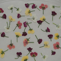 アリッサム  押し花　ミックスｓｅｔ　50個　小さい　花　素材　花材　レジン　ハーバリウム　キャンドル　封入 3枚目の画像