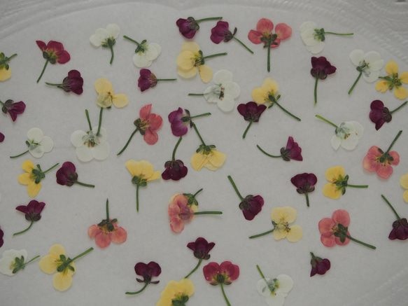 アリッサム  押し花　ミックスｓｅｔ　50個　小さい　花　素材　花材　レジン　ハーバリウム　キャンドル　封入 3枚目の画像