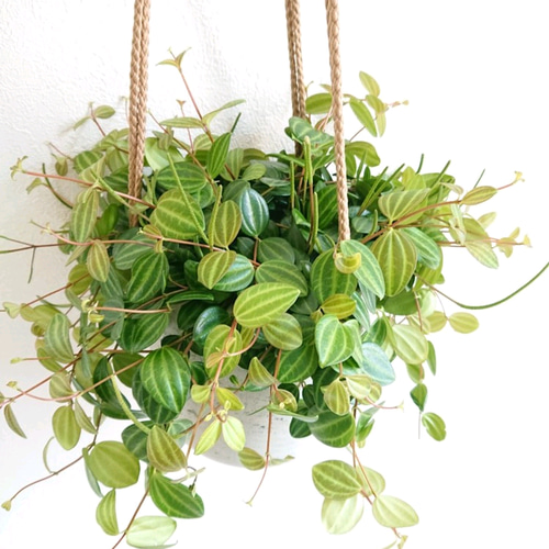 ○新作○”ペペロミア・アングラータ ハンギング鉢カバー付き（オランダ