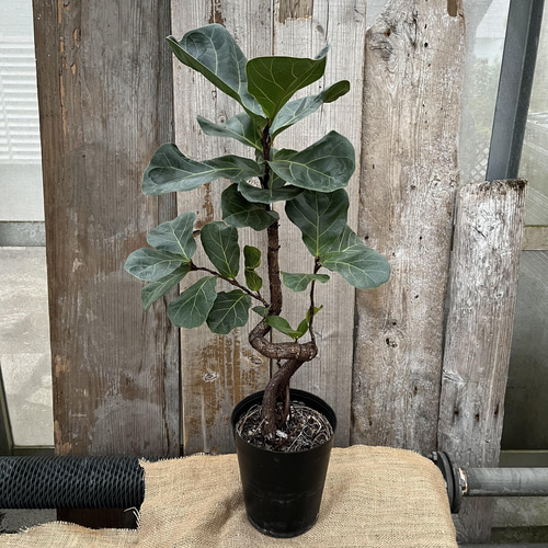 配送有り★希少★【観葉植物】カシワバゴム バンビーノ カシワバゴム バンビーノ 多肉植物 アルファガーデン 通販 13535685