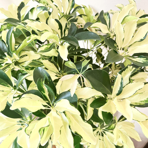 希少】観葉植物 シェフレラアルボリコラ グランディ 斑入り 三つ編み