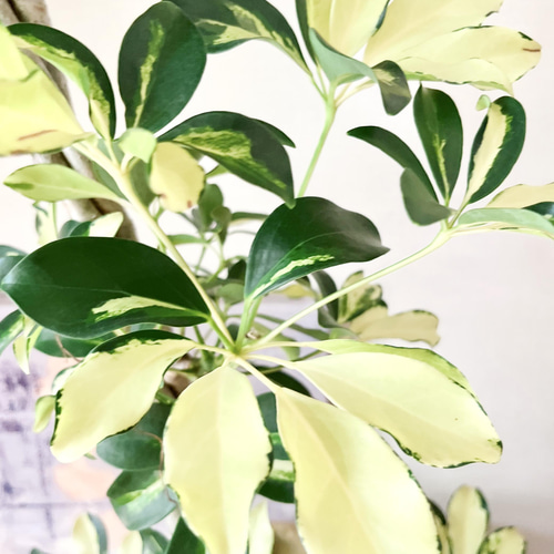 希少】観葉植物 シェフレラアルボリコラ グランディ 斑入り 三つ編み