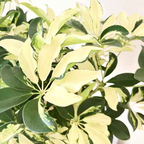希少】観葉植物 シェフレラアルボリコラ グランディ 斑入り 三つ編み