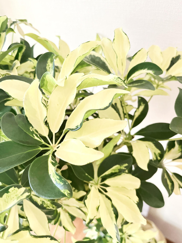 現品　シェフレラ　グランディー　3　曲がり　観葉植物　インテリアグリーン　斑入り 000000012592_PVCHTLq.jpg