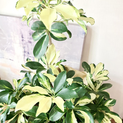【希少】観葉植物 シェフレラアルボリコラ グランディ 斑入り 三つ編み 縮れ葉 4枚目の画像