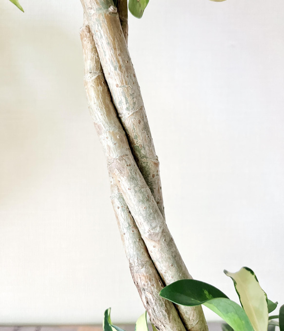 【希少】観葉植物 シェフレラアルボリコラ グランディ 斑入り 三つ編み 縮れ葉 3枚目の画像