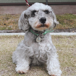 【再販】⭐︎ターコイズの願い星⭐︎ 犬用 ネームタグ 付き 星 金具の 本革 チョーカー（迷子札→アルミor真鍮選択） 13枚目の画像