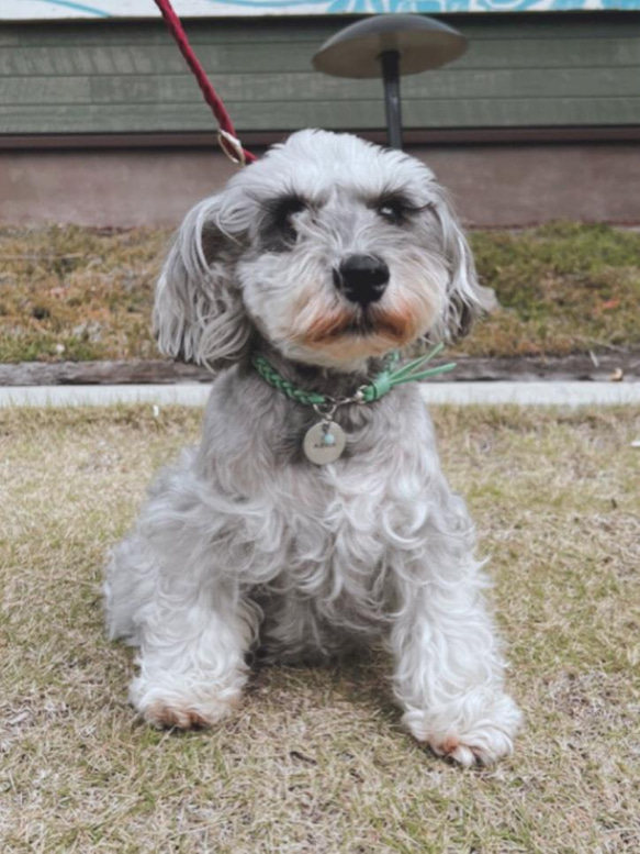 【再販】⭐︎ターコイズの願い星⭐︎ 犬用 ネームタグ 付き 星 金具の 本革 チョーカー（迷子札→アルミor真鍮選択） 13枚目の画像