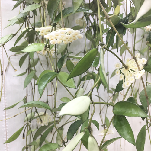 Hoya lacunosa minara カット苗 ホヤ lacunosa Hoya lacunosa｜多肉