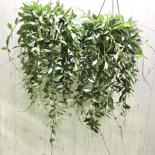 Hoya lacunosa black aurora　& 　プラ吊り鉢6個 Hoya lacunosa black aurora & プラ吊り鉢6個 吊り鉢