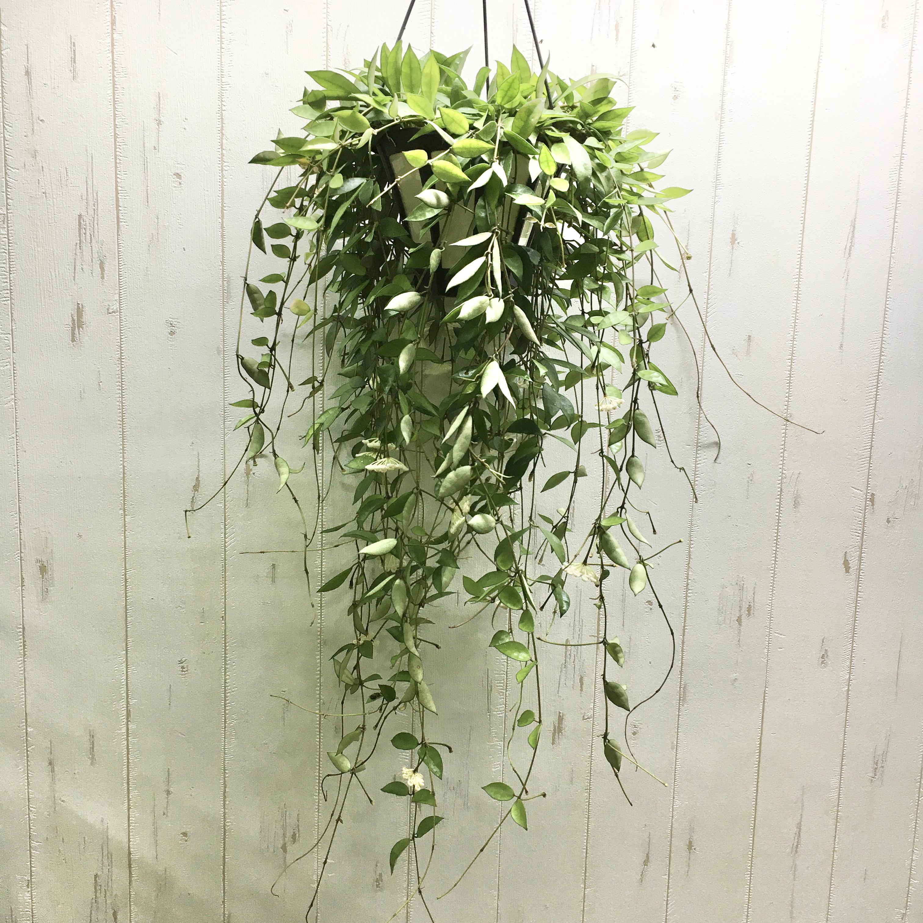 超花芽株！ Hoya lacunosa ホヤ ラクノーサ 吊り鉢 その他