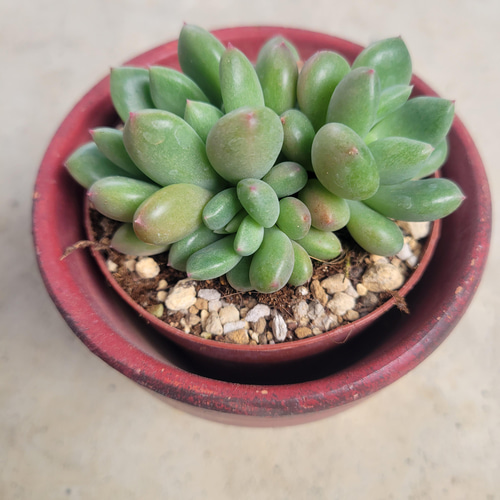 多肉植物　ピーチスアンクリーム　　抜き苗 ピーチス&クリーム – 多肉植物の通販・販売サイト tawawa