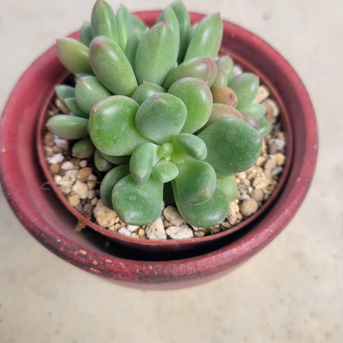 多肉植物❤ピーチガール❤抜き苗 その他インテリア雑貨 ✰Pan