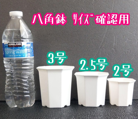 ◎10個◎八角鉢 2.5号  ホワイト 2.5寸 シャトル鉢 2枚目の画像