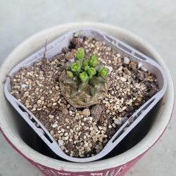 19#多肉植物アエオニウム❤️ サンデルシ— ❤️ 7頭8cm 拔き苗 日本花キ流通 多肉植物 caアエオニウム サンデルシー