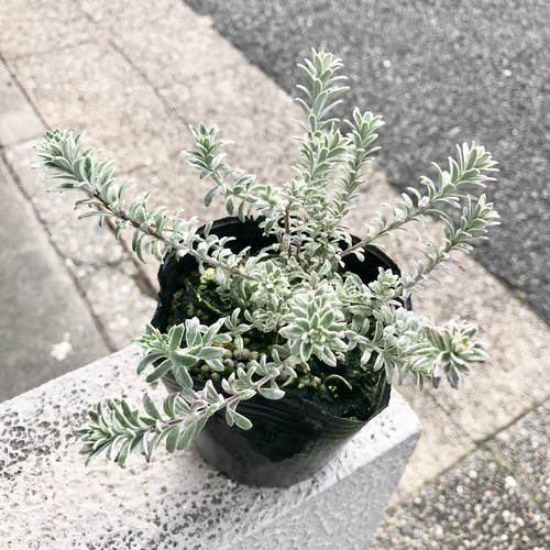 ウェストリンギア「スモーキーホワイト」7寸ポット大株苗 | 直香園芸