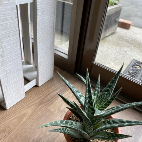 こちらは取引中ですアロエ　千代田錦　ぷくぷく赤ちゃん　多肉植物 こちらは取引中ですアロエ 千代田錦 ぷくぷく赤ちゃん 多肉植物