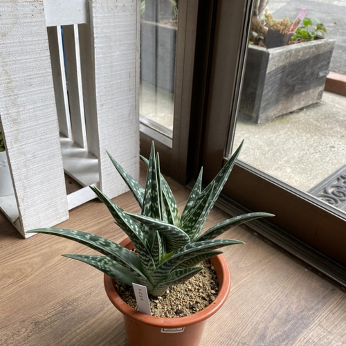 セール中】アロエ 千代田錦 2株入 5号 302 送料無料【多肉植物