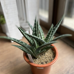 こちらは取引中ですアロエ　千代田錦　ぷくぷく赤ちゃん　多肉植物 千代田錦 アロエ | toA Succulent