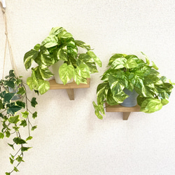 【人工観葉植物】マーブルポトス(ホワイトストーン・下棚左)フェイクグリーン インテリアグリーン　観葉植物 7枚目の画像