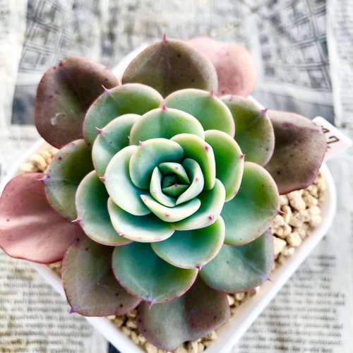 多肉植物　ピーチスアンクリーム　　抜き苗 ピーチアンドクリーム,多肉植物ピーチアンドクリーム紅葉,ピーチアンド