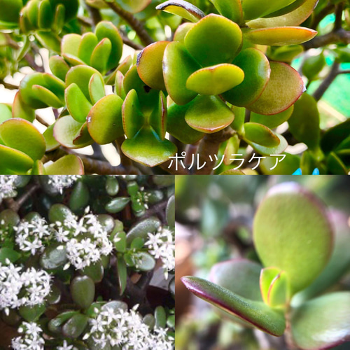 多肉植物　ピーチスアンクリーム　　抜き苗 楽天市場】【多肉植物】ピーチアンクリーム エケベリア属 観葉