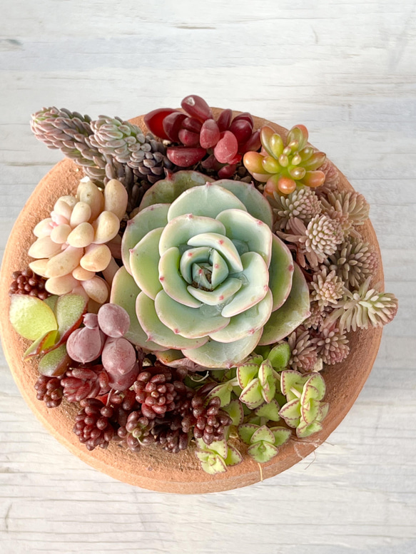 多肉植物＊レア‼️斑入りレッドベリー＆ピーチスアンクリム入り