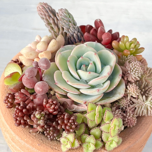 多肉植物 セダム トリカラー 抜き苗♡ 【公式通販】