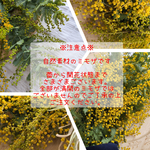 fsm《épanouissement》ミモザのナチュラルスワッグ ボタニカル ドライ