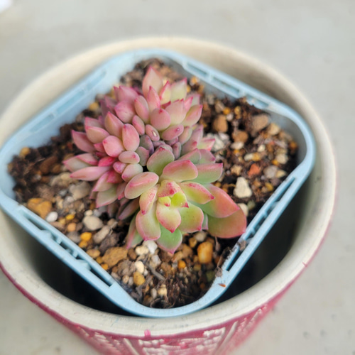 多肉植物❤アモエナビルバ❤抜き苗 その他インテリア雑貨 ✰Pan✰ 通販