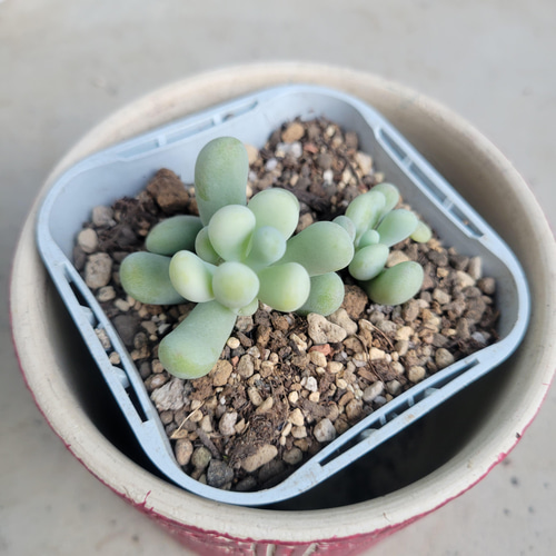 多肉植物❤バナナ美人❤抜き苗 その他インテリア雑貨 ✰Pan✰ 通販 