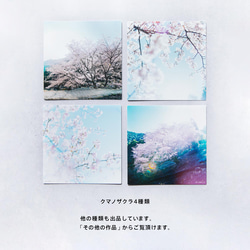 コスモス 3枚セット（野花のしかくいポストカード）秋桜・写真・正方形・メッセージカード 5枚目の画像
